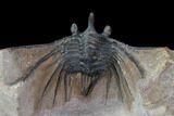 Kettneraspis Trilobite (Long Occipital Horn) - Lghaft, Morocco #89489-3